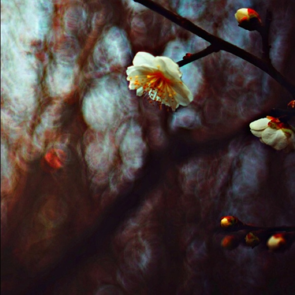 Meet your Posher, Rosie